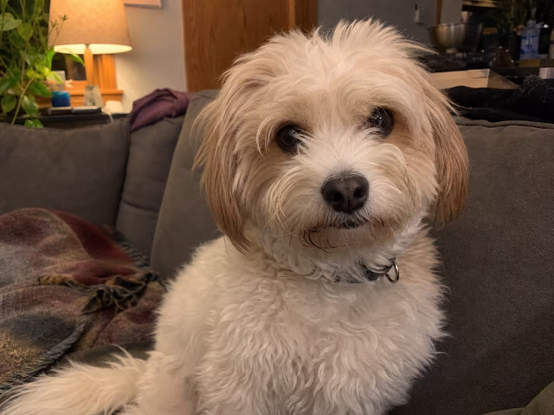Pet mascot avatar