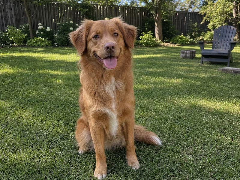 Pet photo shifted to fall