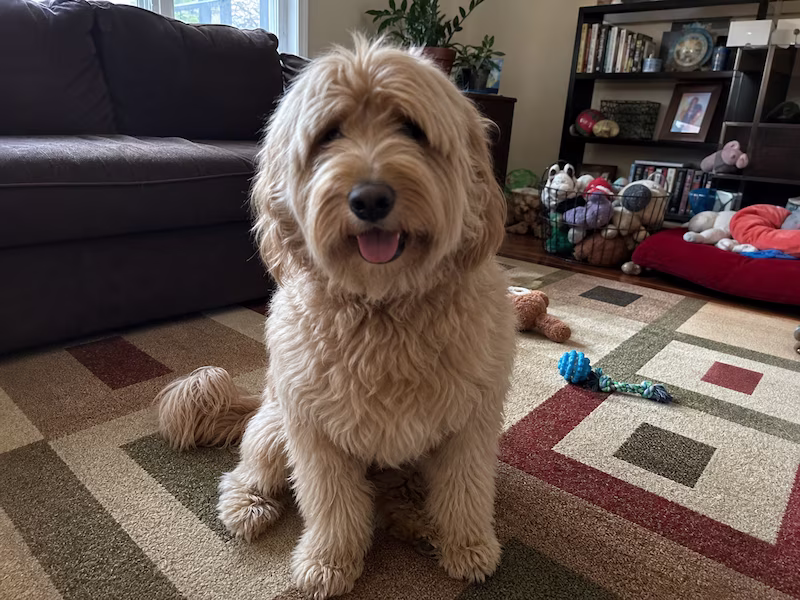 Pet photo with a cluttered room behind it